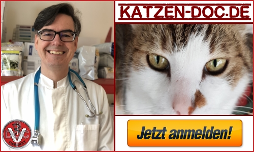 Katzen-Doc