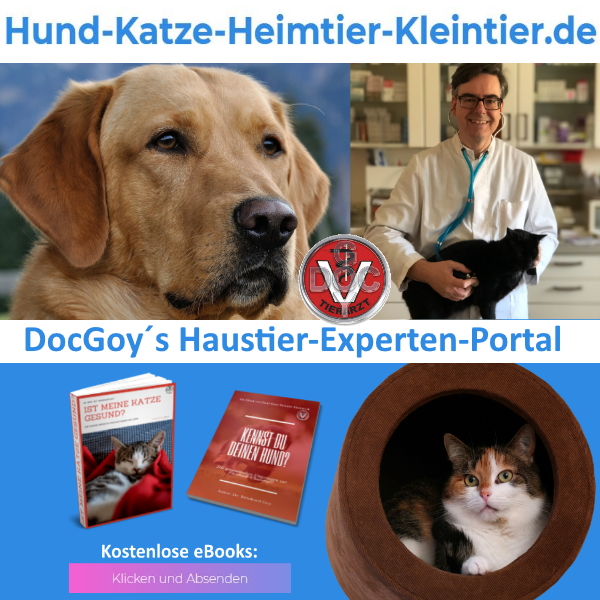 Hund Katze Heimtier Kleintier Tierarzt DocGoy
